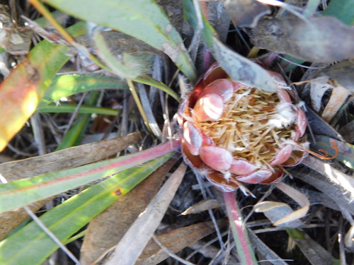 Image of Protea vogtsiae by (c) Rebecca Ryen-Stols, some rights reserved (CC BY-SA)