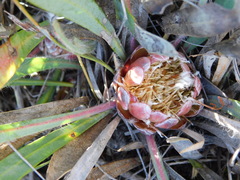 Protea vogtsiae