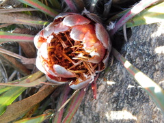 Protea vogtsiae