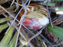 Protea vogtsiae