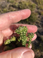 Agathosma geniculata