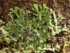 Pannaria xanthomelana