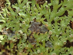 Pannaria xanthomelana