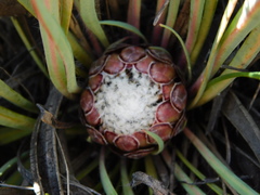 Protea vogtsiae