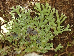 Pannaria xanthomelana