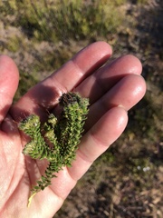 Agathosma geniculata