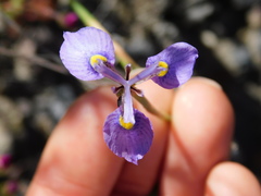 Moraea algoensis