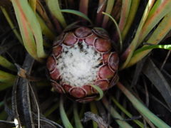 Protea vogtsiae