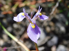 Moraea algoensis