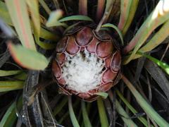 Protea vogtsiae
