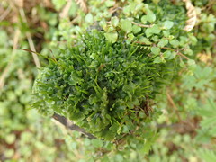 Anthoceros