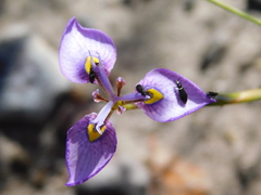 Moraea algoensis