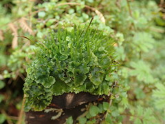 Anthoceros
