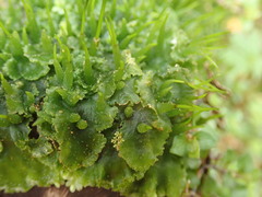 Anthoceros
