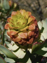 Leucadendron pubibracteolatum