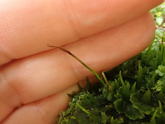 Anthoceros