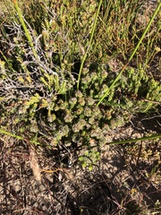 Agathosma geniculata