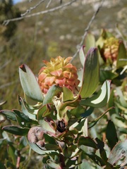Leucadendron pubibracteolatum