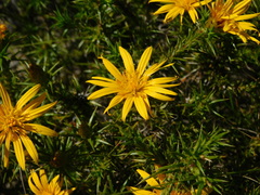 Cullumia setosa