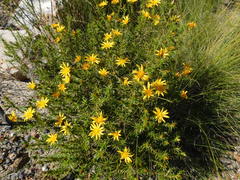 Cullumia setosa
