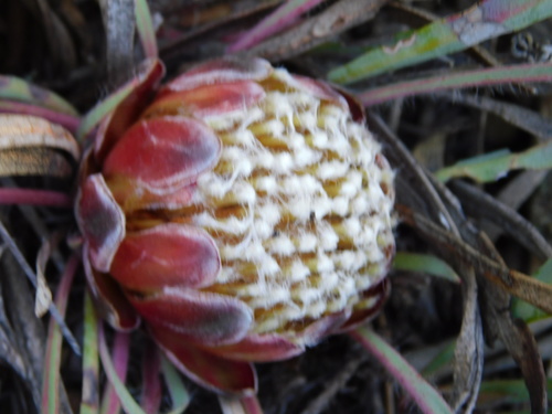 Image of Protea vogtsiae by (c) Rebecca Ryen-Stols, some rights reserved (CC BY-SA)