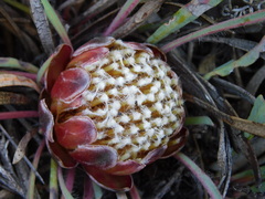 Protea vogtsiae
