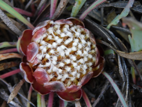 Image of Protea vogtsiae by (c) Rebecca Ryen-Stols, some rights reserved (CC BY-SA)
