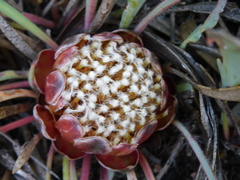 Protea vogtsiae