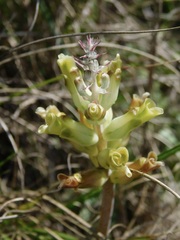 Lachenalia orchioides
