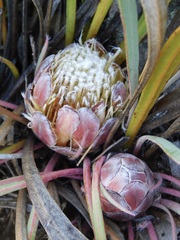 Protea vogtsiae