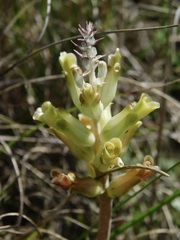 Lachenalia orchioides