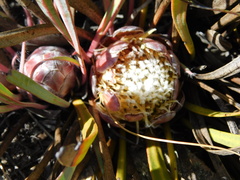 Protea vogtsiae