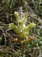 Lachenalia orchioides