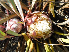 Protea vogtsiae