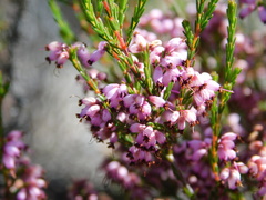 Erica rosacea