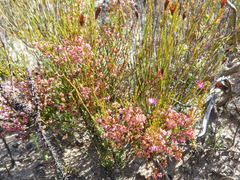 Erica rosacea
