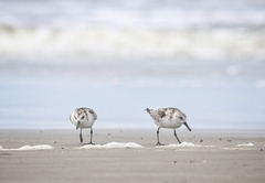 Calidris alba