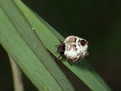 Phoroncidia americana