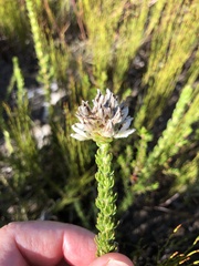 Aspalathus globulosa