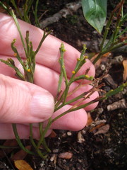 Psilotum nudum