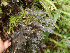 Pseudocyphellaria cinnamomea