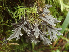 Pseudocyphellaria cinnamomea
