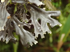Pseudocyphellaria cinnamomea