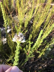 Aspalathus globulosa