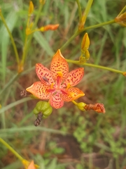 Iris domestica