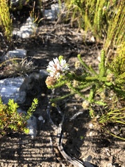 Aspalathus globulosa