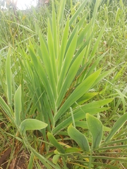 Iris domestica