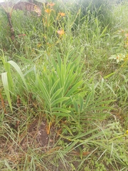 Iris domestica