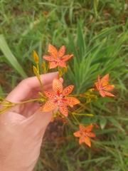Iris domestica