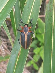 Mecistomela marginata